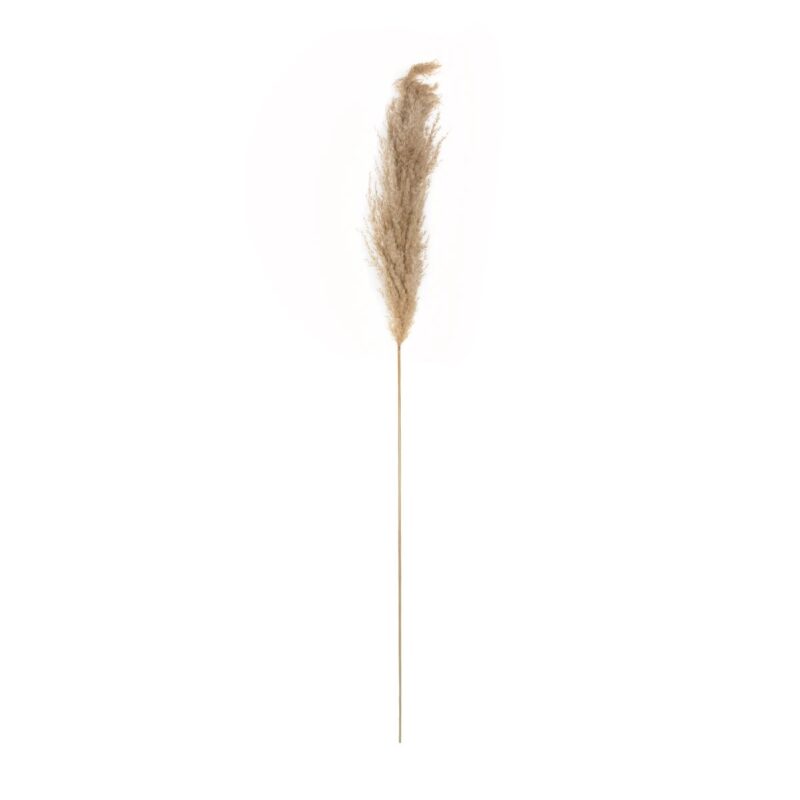 GloboStar® Artificial Garden PAMPAS GRASS 21217 Αποξηραμένο Διακοσμητικό Γρασίδι Πάμπας Μ10 x Π10 x Υ150cm