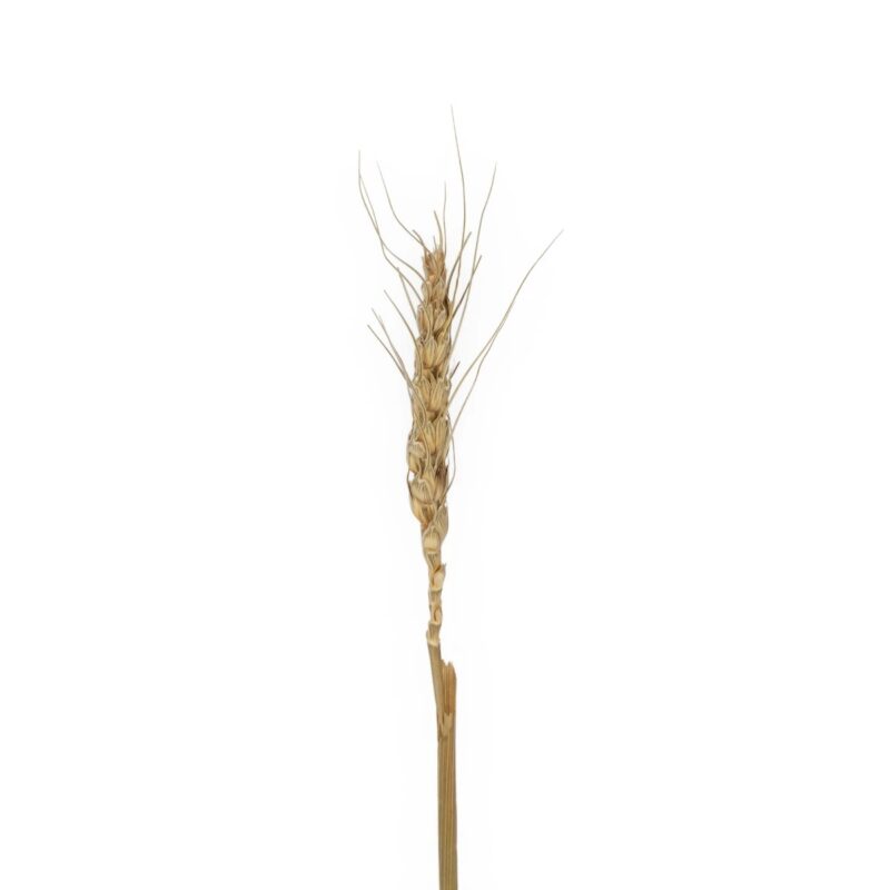 GloboStar® Artificial Garden REAL DRIED WHEAT GRASS 21488 Τεχνητό Διακοσμητικό Κλαδί Σιταριού Y30cm – Σετ 10 τμχ