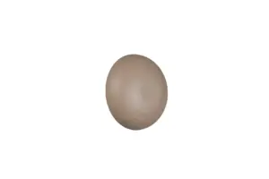 R24431143.webp